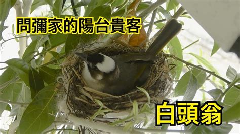 鳥 築 巢 吉兆